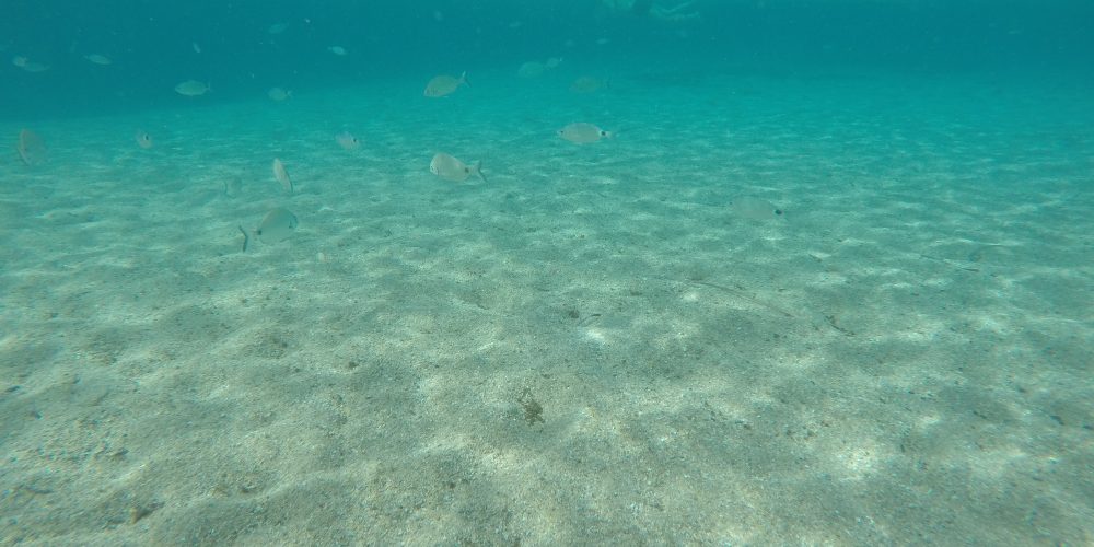 Snorkeling – îles lavezzi